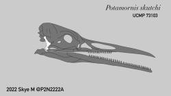 Rekonstrukce lebky pozdně křídového hesperornita druhu Potamornis skutchi, známého z geologických souvrství Hell Creek a Lance. Je možné, že právě tomuto druhu patřila pera a kůstky zadních končetin, objevené v koprolitu ze severovýchodní Montany. Kredit: Skye McDavid; Wikimedia Commons (CC BY-SA