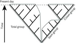 Korunová, kmenová a celková skupina. Kredit: Benton et al. (2009), The Timetree of Life.