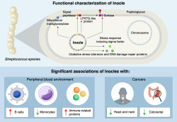 Velkolepý Inokl. Kredit: Kiguchi et al. (2025), Nature Communications, CC-BY-ND.