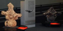 Dva obratle dvou kolosálně velkých dinosaurů. Vlevo rekordně velký Argentinosaurus huinculensis, vpravo jen o trochu menší Puertasaurus reuilli. Kredit: Marco/FunkMonk; Wikipedia (CC BY 2.0) Dva obratle dvou kolosálně velkých dinosaurů. Vlevo rekordně velký Argentinosaurus huinculensis, vpravo jen o trochu menší Puertasaurus reuilli. Kredit: Marco/FunkMonk; Wikipedia (CC BY 2.0)