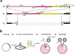 Kompletní virus (WT) a defektní genomy (DI0 a DI1). Kredit: Yao et al. 2021.