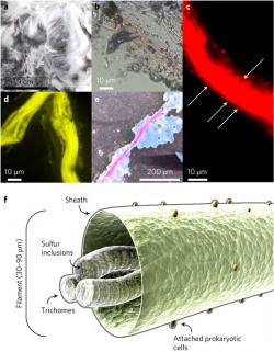 žasná thioláva Venušina. Kredit: Danovaro et al. (2017), Nature Ecology & Evolution.