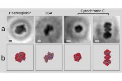 Nahoře první snímky molekul proteinů, dole jejich modely podle rentgenové krystalografie. Kredit: Jean-Nicolas Longchamp / University of Zurich.