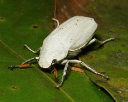 Ďábelsky bílý chroust Cyphochilus. Kredit: John Horstman / flickr.