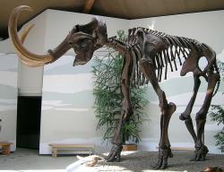 Mamut. Stanou se z koster živá zvířata? Kredit: Lou.gruber / Wikimedia Commons.