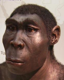 O délce existence druhu Homo erectus si zatím můžeme jen nechat zdát. Kredit: Lillyundfreya / Wikimedia Commons.