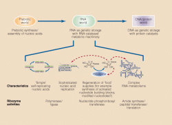 RNA svět. Kredit: Robertson & Ellington (1998),