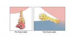 Dvě tvarové alternativy spike proteinu pořízené elektronovým mikroskopem. Vlevo je protein „před“ (předtím, než dojde k fúzi membrány buňky a viru), Vpravo „po“ fúzi. Kredit: Molecular Maya by Jonathan Khao, PhD and Gaël McGill, PhD, Digizyme Inc.