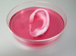 3D tištěné ucho, skoro jako živé. Kredit: Wake Forest Baptist Medical Center.