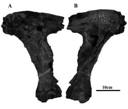 Pravá slzní kost (lakrimál) neznámého obřího tyranosaurida, žijícího v období geologického věku kampán, před více než 75 miliony let. Velikostí přesto odpovídá lakrimálním kostem dospělých exemplářů o deset milionů let mladšího druhu T. rex. Kredit: Urban a Lamanna, 2006.