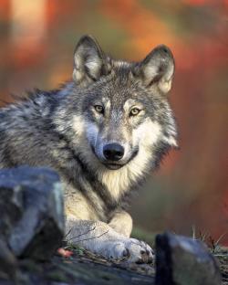 Frontální pohled na hlavu vlka šedého (Canis lupus), s velkou pravděpodobností přímého vývojového předka všech současných plemen psa domácího. První zástupci tohoto druhu se objevili již zhruba před jedním milionem let. Kredit: Gary Kramer; Wikipedia (volné dílo)