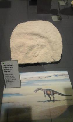 Odlitek první stopy dinosaura nebo dinosauromorfa, nalezené na našem území. Místem objevu je lom U Devíti křížů nedaleko Červeného Kostelce, kde byla tato ichnofosilie náhodou odkryta místními dělníky, a to nejspíš v roce 1996. Snímek pořízen autorem textu (Brno, 2017).