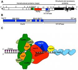 Replikační-transkripční komplex koronavirů je složený ze 16 nestrukturních proteinů. Kredit: Everett Clinton Smith, Mark R. Denison, Plos Pathogens, CC BY-SA 3.0.