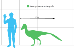 Průměrně velicí jedinci druhu Stenonychosaurus inequalis dosahovali délky kolem 2,5 metru a hmotnosti zhruba do 50 kilogramů. Existovali však také větší jedinci, kteří dorůstali podobné velikosti, jako například až 3,5 metru dlouhý dromeosaurid Deinonychus antirrhopus. Kredit: Matt Martyniuk; Wikipedia (CC BY 3.0)
