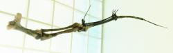 Na poměry létajících tvorů jsou azdarchidní ptakoještěři skutečnými giganty. Každé z křídel největších zástupců této skupiny mohlo mít v průměru i přes pět metrů. Přesto byli tito aktivně létající plazi na svoji velikost velmi lehcí, protože relativní hustota jejich tkání byla v průměru extrémně nízká. Na snímku rekonstruovaná kostra křídla druhu Quetzalcoatlus northropi v expozici Státního přírodovědného muzea v německém Karlsruhe. Kredit: Ghedoghedo; Wikipedia (CC BY-SA 4.0)