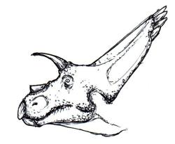 Rekonstrukce vzezření hlavy arrhinoceratopse. Nápadný je jeho krátký roh v nasální oblasti (nad čenichem) a dále relativně krátké a dopředu směřující nadočnicové rohy. Kredit: Esv; Wikipedia (volné dílo). Rekonstrukce vzezření hlavy arrhinoceratopse. Nápadný je jeho krátký roh v nasální oblasti (nad čenichem) a dále relativně krátké a dopředu směřující nadočnicové rohy. Kredit: Esv; Wikipedia (volné dílo).