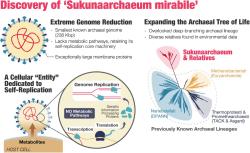Letní zázrak sukunaarchaeum. Kredit: Harada et al. (2025), bioRxiv.