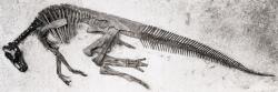 Mezi časté fosilie, přisuzované paleocénním dinosaurům, patří obratle a další části kostry kachnozobých dinosaurů rodu Edmontosaurus. Zde mladý exemplář druhu E. regalis, původně označovaný za holotyp druhu E. edmontoni. Kredit: Charles H. Sternberg; Wikipedia (volné dílo). Mezi časté fosilie, přisuzované paleocénním dinosaurům, patří obratle a další části kostry kachnozobých dinosaurů rodu Edmontosaurus. Zde mladý exemplář druhu E. regalis, původně označovaný za holotyp druhu E. edmontoni. Kredit: Charles H. Sternberg; Wikipedia (volné dílo).