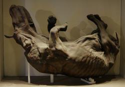 „Mumifikované“ pozůstatky nosorožce srstnatého, objevené kolem roku 1771 u řeky Viljuj na Sibiři. Již o rok později pak o nich vydal pojednání pruský přírodovědec Peter Simon Pallas (1741-1811). Kredit: Brandt’s artist; Wikipedia (volné dílo)