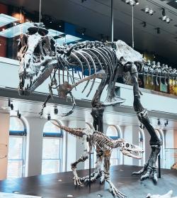 Stygivenator molnari (dole) v porovnání se středně velkým dospělcem druhu Tyrannosaurus rex. Malá kostra v této expozici Přírodopisného muzea v Los Angeles však může ve skutečnosti patřit spíše menšímu mláděti samotného druhu T. rex. Kredit: Sergiy Galyonkin; Wikipedia (CC BY-SA 2.0)