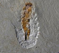 Fosilie myllokunmingiida. Vpředu 4 oči. Kredit: Xiangtong Lei & Sihang Zhang / University of Leicester.