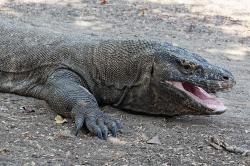 Ačkoliv se to může zdát zvláštní, i obří tyranosauři se svými dlouhými a mohutnými zuby mohli být vybaveni „tvářovými pysky“, které jejich zuby v případě zavřené tlamy zcela zakrývaly. V tomto ohledu by se pak podobali více varanům komodským (na snímku) než svým vývojově mnohem bližším příbuzným krokodýlům. Kredit: Jakub Hałun; Wikipedia (CC BY 4.0)