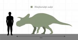 Silueta rohatého dinosaura druhu Menefeeceratops sealeyi, formálně popsaného v loňském roce ze sedimentů geologického souvrství Menefee na území amerického státu Nové Mexiko. Při stáří 83,5 až 80 milionů let se jedná o potenciálně nejstaršího známého ceratopsida vůbec. Je také dinosaurem s nejdelším rodovým jménem, popsaným v loňském roce. Sám ale při délce 4,5 metru patřil spíše k menším ceratopsidům. Kredit: SlvrHwk; Wikipedia (CC BY-SA 4.0)