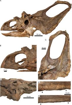 Typovým exemplářem (CMNFV 8800) je tato nekompletně dochovaná lebka, objevená v sedimentech geologického souvrství Dinosaur Park a dlouhou dobu považovaná za exemplář náležející do rodu Chasmosaurus. Kredit: Holmes et al. (2026); Wikimedia Commons (CC BY 4.0)
