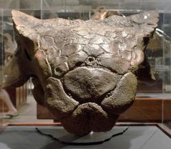 Frontální pohled na širokou lebku ankylosaura, největšího známého „obrněného dinosaura“. Plně vzrostlí jedinci zřejmě díky svému pancéřování a kyjem opatřenému ocasu neměli přirozeného nepřítele, a to žili v ekosystémech obývaných tyranosaury. Kredit: Tim Evanson, Wikipedie