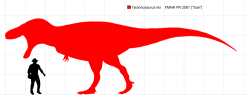 Zástupci megateropoda druhu Tyrannosaurus rex představovali jedny z největších známých suchozemských predátorů všech dob. Dnes už víme s jistotou, že se nejednalo o pomalá a těžkopádná zvířata, ale že šlo naopak o velmi dynamické, rychle se pohybující a aktivní živočichy. Na obrázku slavný exemplář „Sue“, dosahující délky 12,3 metru a hmotnosti pravděpodobně v rozmezí 8 až 10 tun. Kredit: Gallimimus wikipedista.; Wikimedia Commons (CC BY-SA 4.0)