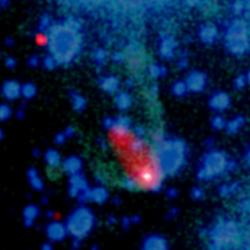 Pulzar černá vdova na kompozitním snímku. Kredit: X-ray: NASA/CXC/ASTRON/B.Stappers et al.; Optical: AAO/J.Bland-Hawthorn & H.Jones.
