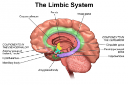 Limbický systém. Hipokampus fialově. Kredit: BruceBlaus / Wikimedia Commons.