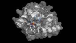 Vylepšený enzym pro stavbu látek s vazbou mezi uhlíkem a bórem. Kredit: Caltech/Frances Arnold Laboratory.