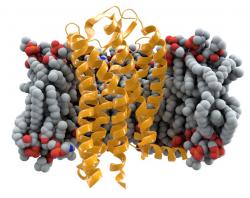 Receptor CCR5 (žlutě) v buněčné membráně. Kredit: Thomas Splettstoesser.