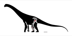 Zobrazení dosud objevených částí kostry čukarosaura. Samotná stehenní kost tohoto obřího sauropoda by v kompletním stavu byla dlouhá takřka přesně 2 metry. Kosti však byly relativně štíhlé a v porovnání s kostmi končetin jiných kolososaurů lehce stavěné. Kredit: SlvrHwk; Wikipedia (CC BY-SA 4.0)