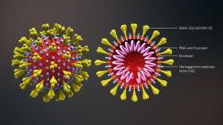 Řez lidským koronavirem ukazuje hlavní prvky včetně proteinu Spike S, protein HE, virový obal a šroubovici RNA.  Zdroj: Scientificanimations, CC BY-SA 4.0.