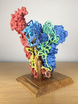 3D tištěný model proteinu spike koronaviru SARS-CoV-2. Kredit: NIH Image Gallery / Wikimedia Commons.