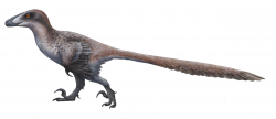 Současná představa vzezření deinonycha, středně velkého dromeosauridního teropoda z konce rané křídy severoamerického kontinentu. Když jej v roce 1964 John H. Ostrom objevil, povšiml si okamžitě množství anatomických znaků, které tohoto dávného dravce neodmyslitelně spojují se současnými ptáky. Kredit: Emily Willoughby, Wikipedie