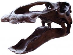 Čelisti kachnozobého dinosaura edmontosaura byly osázeny bateriemi zubů, jejichž celkový počet mohl činit až 1600. Zuby pomáhaly těmto statným býložravcům v mechanickém zpracování rostlinné potravy. Kredit: Ballista, Wikipedie