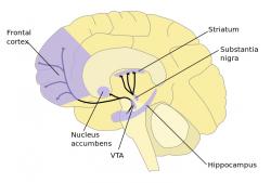 Oblasti mozku, kde výrazně působí dopamin. Kredit: NIDA, Quasihuman.