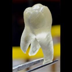 3D tištěný antimikrobiální zub. Kredit: J. Yue et al. (2015).