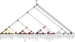 Evoluční historie indoevropských jazyků, zahrnutých ve studii. Kredit: Da Silva & Tehrani (2016) Royal Society Open Science.