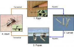 Životní cyklus komára tropického. Kredit: CDC.