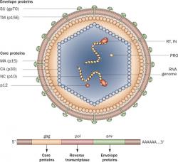 Struktura lidského retroviru XMRV. Kredit: Silverman et al. (2010), Nature Reviews Urology.