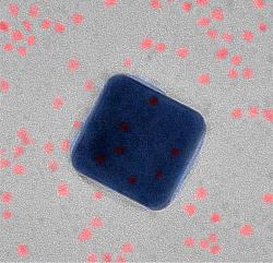 Nanoanténa v transmisním elektronovém mikroskopu (modře), obklopená kvantovými tečkami (červeně). Kredit: Duke University.
