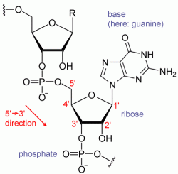 Klíčový rozdíl mezi RNA a DNA spočívá v přítomnosti hydroxylové skupiny (OH) na 2‘ pozici ribózy. Kredit: Narayanese / Wikimedia Commons.