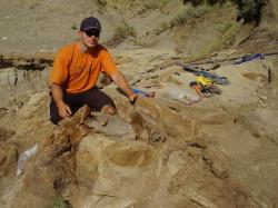 Odkrývání částečně zachované postkraniální kostry subadultního jedince edmontosaura, exemplář přezdívaný „Tom´s Duck“. Byl objeven nedaleko přehradní nádrže Fort Peck na východě Montany. Toto mládě mohlo být asi 6 metrů dlouhé a zahynulo přibližně 300 000 let před koncem křídové periody. Kredit: V. Socha, červenec 2009. Využití snímku jen se svolením autora.