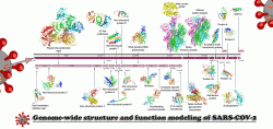 Proteiny genomu pandemického koronaviru, Kredit: Zhang Lab / University of Michigan.