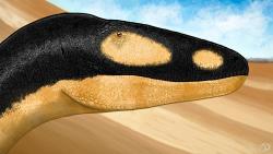 Rekonstrukce přibližného vzezření hlavy tyranosauroida druhu Alectrosaurus olseni. Tento vzdálenější příbuzný jinbeisaura z pozdní křídy Mongolska dosahoval zhruba stejné velikosti a tvarem hlavy se od nového čínského druhu nejspíš příliš nelišil. Kredit: PaleoGeekSquared; Wikipedie (CC BY-SA 4.0)