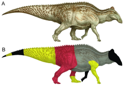 „Dakota“ je exemplář hadrosaurida druhu Edmontosaurus annectens, dochovaný ve fantastickém stavu. Červené a žluté oblasti označují místa na těle, na kterých se dochovaly otisky kůže a dalších měkkých tkání. Fosilie byla náhodně objevena na území Severní Dakoty v roce 1999. Kredit: Drumheller, S. K.; et al. (2022); Wikipedia (CC BY 4.0)